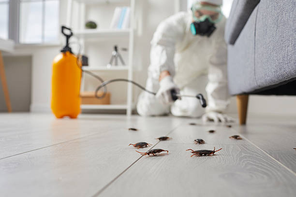 Affordable Termite Control solutions in Percy, IL
